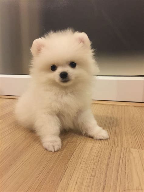 pomeranian puppies for sale miami|craigslist pomeranian puppies for sale.